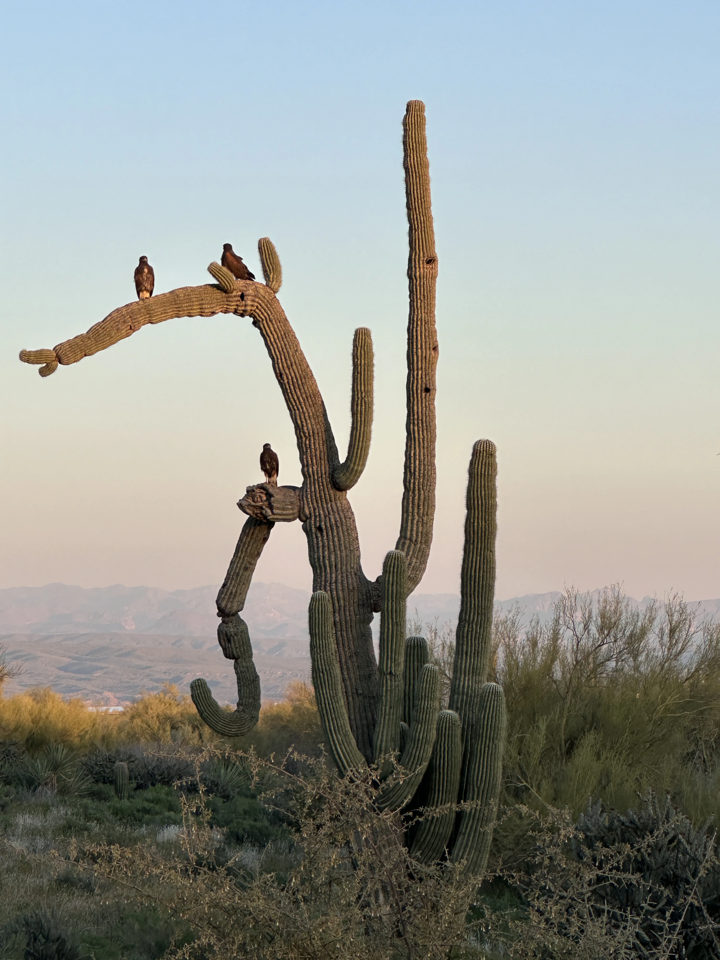 Rio Rancho Verde cover